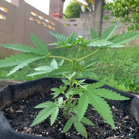 Wedding Cake growlog timeline photo