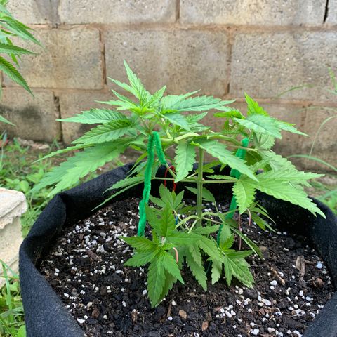 Wedding Cake growlog timeline photo
