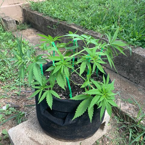 Wedding Cake growlog timeline photo