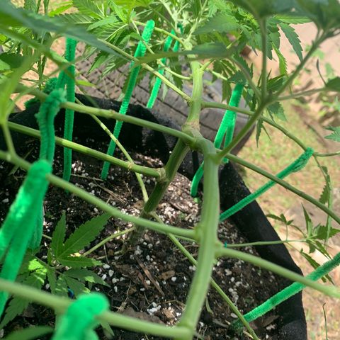 Wedding Cake growlog photo: Major trimming and mainlining