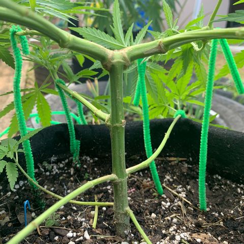 Wedding Cake growlog photo: Major trimming and mainlining