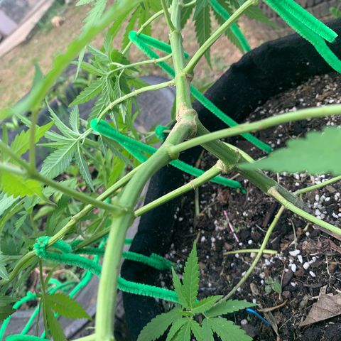 Wedding Cake growlog photo: Major trimming and mainlining