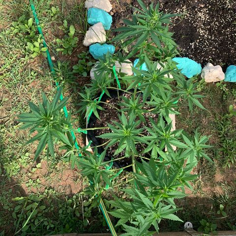 Wedding Cake growlog timeline photo