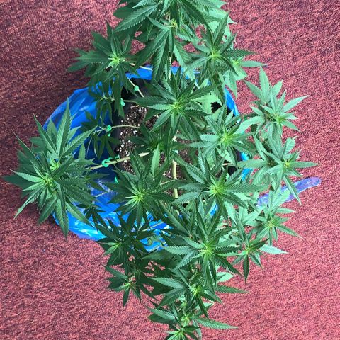 Wedding Cake growlog timeline photo