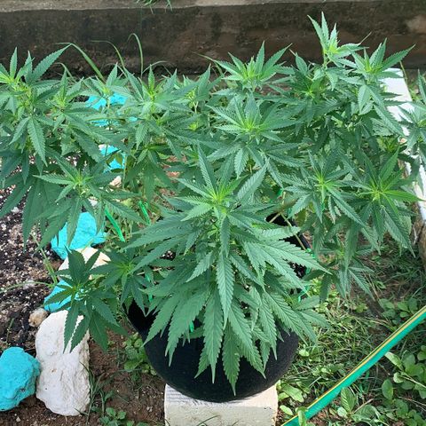 Wedding Cake growlog timeline photo