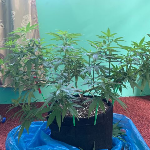 Wedding Cake growlog timeline photo
