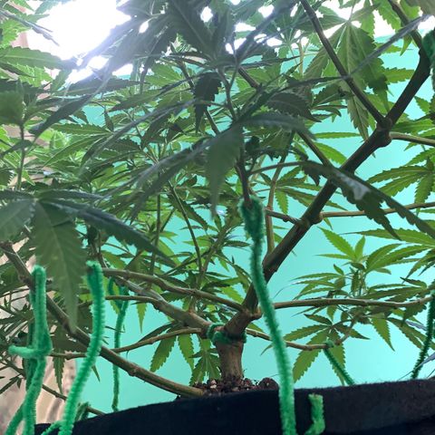 Wedding Cake growlog timeline photo