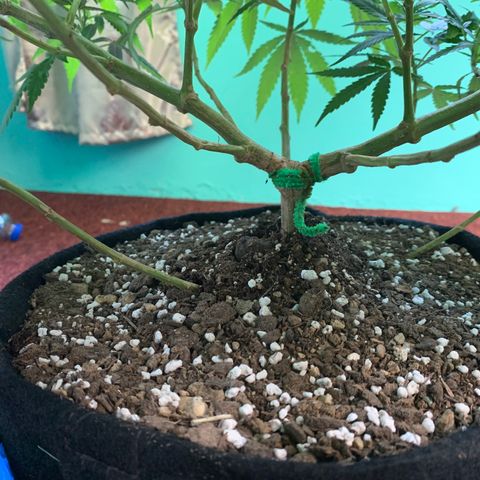Wedding Cake growlog timeline photo