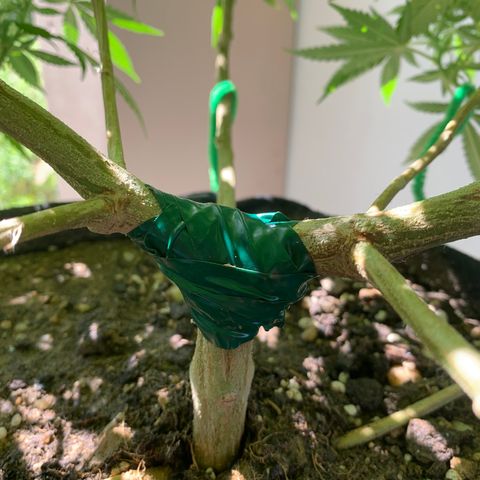Wedding Cake growlog photo: Treated stem with 9% hydrogen peroxide  and taped up. Open in 2. Weeks 24/08/21