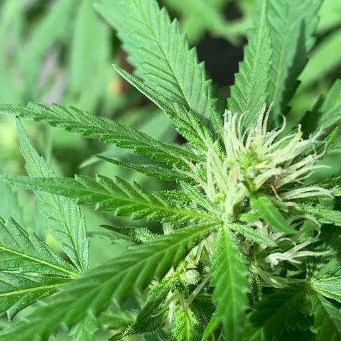 Wedding Cake growlog photo: How she’s going 
