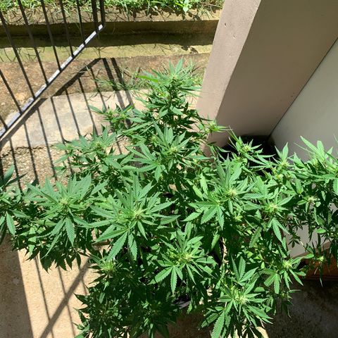Wedding Cake growlog photo: How she’s going 