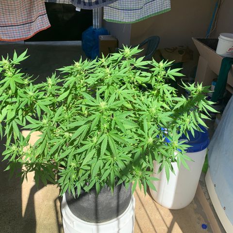 Wedding Cake growlog photo: How she’s going 
