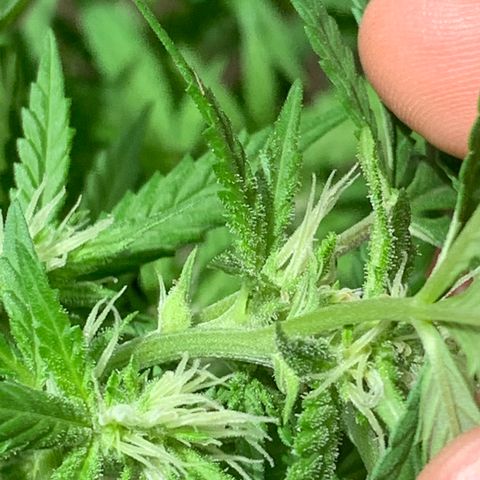 Wedding Cake growlog photo: How she’s going 