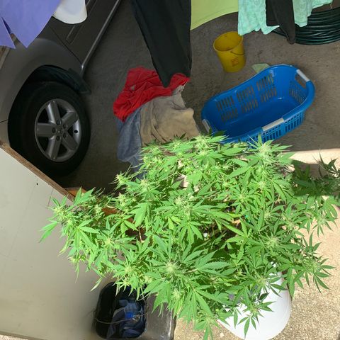 Wedding Cake growlog photo: Did some trimming 