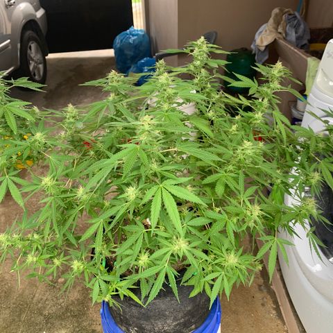 Wedding Cake growlog photo: Did some trimming 