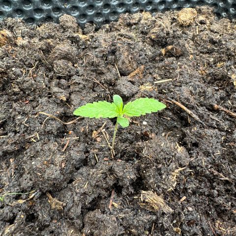 Apple Fritter (hinten) growlog timeline photo