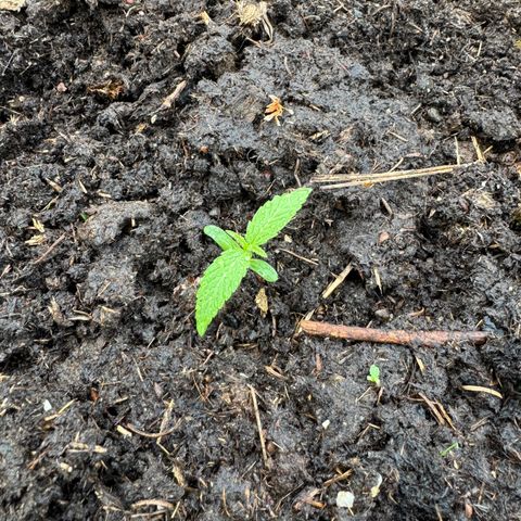 Apple Fritter (vorne) growlog timeline photo