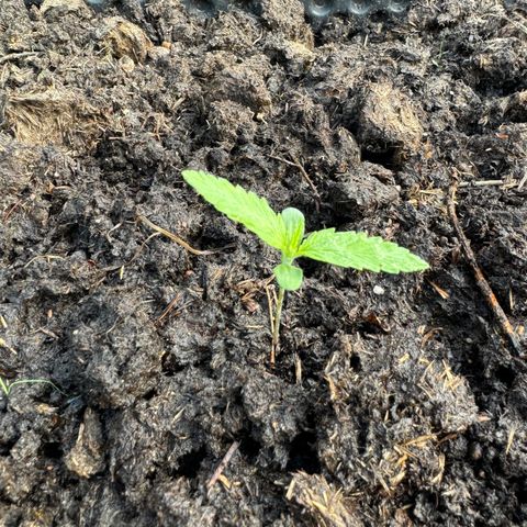 Apple Fritter (hinten) growlog timeline photo
