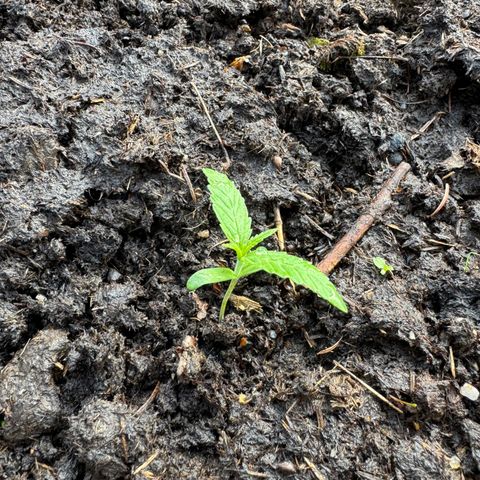 Apple Fritter (vorne) growlog timeline photo
