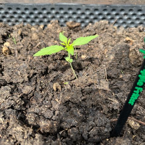 Apple Fritter (hinten) growlog timeline photo