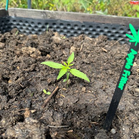 Apple Fritter (vorne) growlog timeline photo