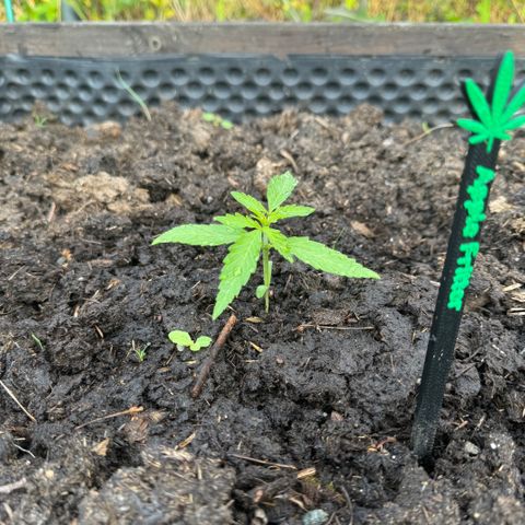 Apple Fritter (vorne) growlog timeline photo