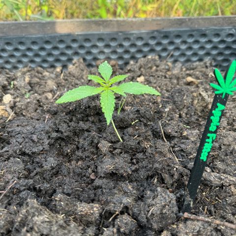 Apple Fritter (hinten) growlog timeline photo