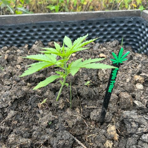 Apple Fritter (hinten) growlog timeline photo