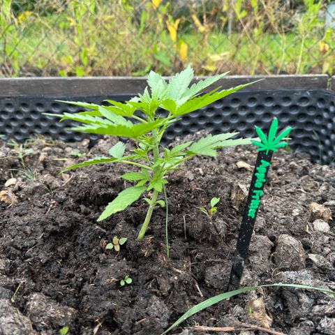 Apple Fritter (hinten) growlog timeline photo