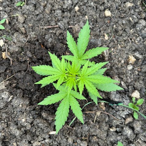 Apple Fritter (hinten) growlog timeline photo