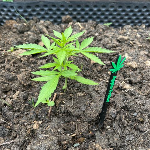 Apple Fritter (vorne) growlog timeline photo