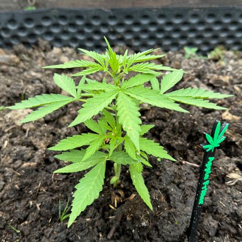 Apple Fritter (vorne) growlog timeline photo