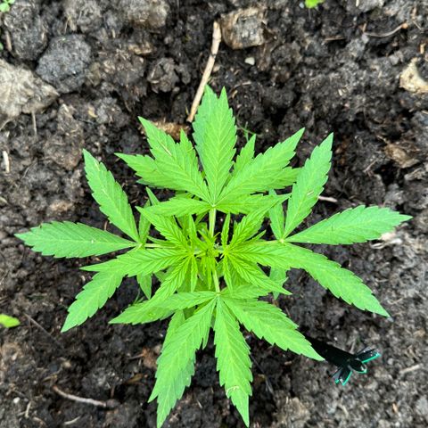 Apple Fritter (vorne) growlog timeline photo