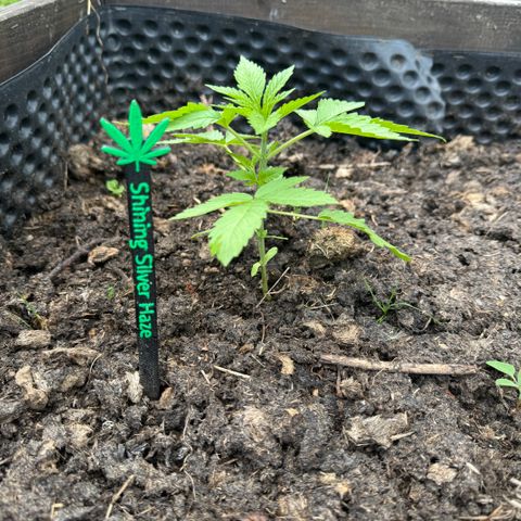 Shining Silver Haze growlog timeline photo
