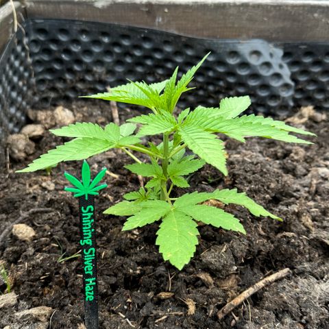 Shining Silver Haze growlog timeline photo