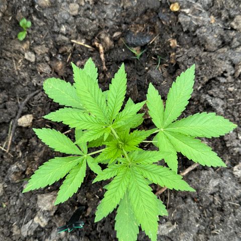 Shining Silver Haze growlog timeline photo