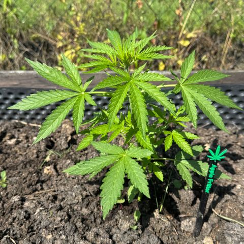 Apple Fritter (hinten) growlog timeline photo