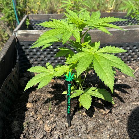 Shining Silver Haze growlog timeline photo