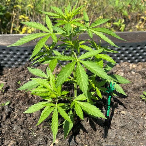 Apple Fritter (vorne) growlog timeline photo