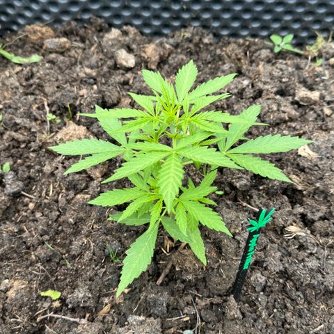 Apple Fritter (vorne) growlog timeline photo