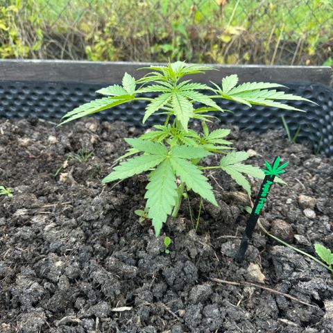 Apple Fritter (hinten) growlog timeline photo