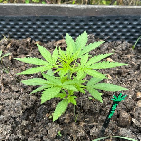 Apple Fritter (hinten) growlog timeline photo