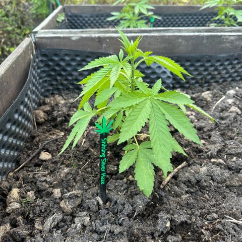 Shining Silver Haze growlog timeline photo