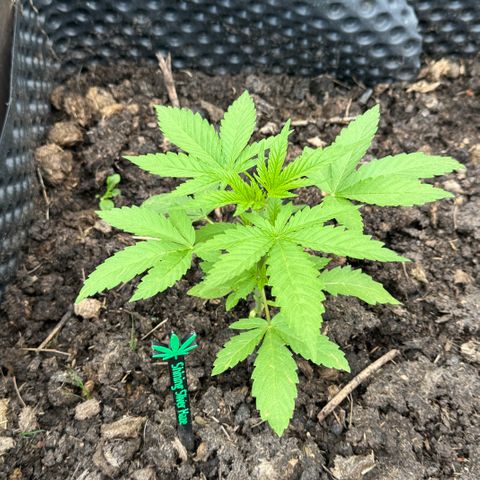 Shining Silver Haze growlog timeline photo