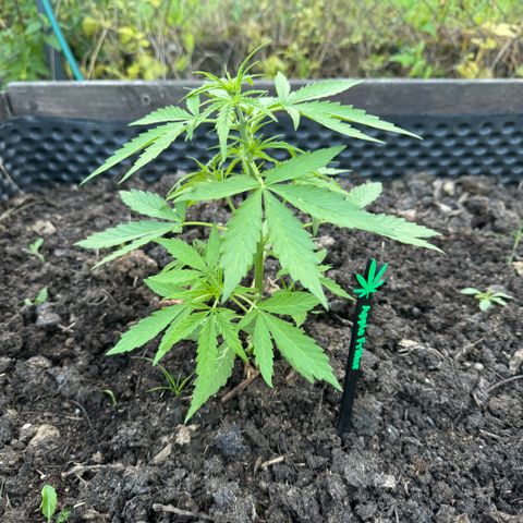 Apple Fritter (vorne) growlog timeline photo