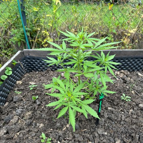 Apple Fritter (vorne) growlog timeline photo