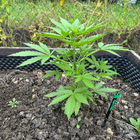 Apple Fritter (hinten) growlog timeline photo