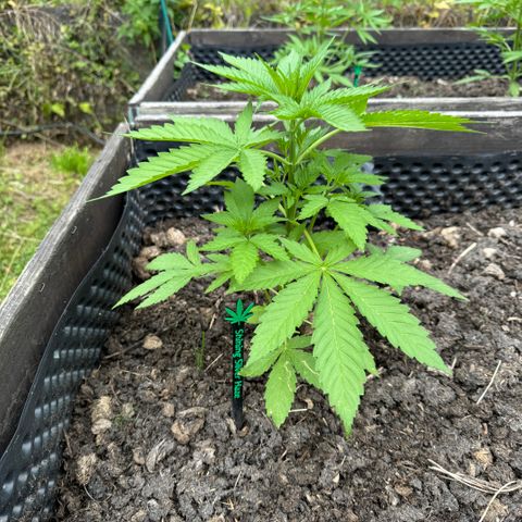 Shining Silver Haze growlog timeline photo