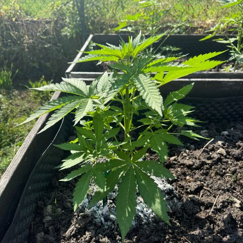 Shining Silver Haze growlog timeline photo