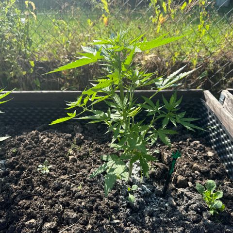 Apple Fritter (hinten) growlog timeline photo